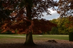 Tree and shadow - Arbre et ombre, 2011