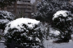 bushes-of-snow