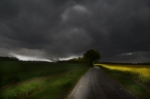 Road in the rape - Route dans les colza, spring 2012