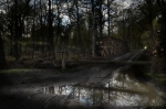 After the rain, Après la pluie, Rambouillet forest, 2012