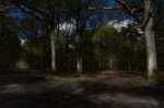 In the forest - Dans la forêt, 2012