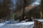 Snowy logs - Les bûches enneigées, Poissy, 2012